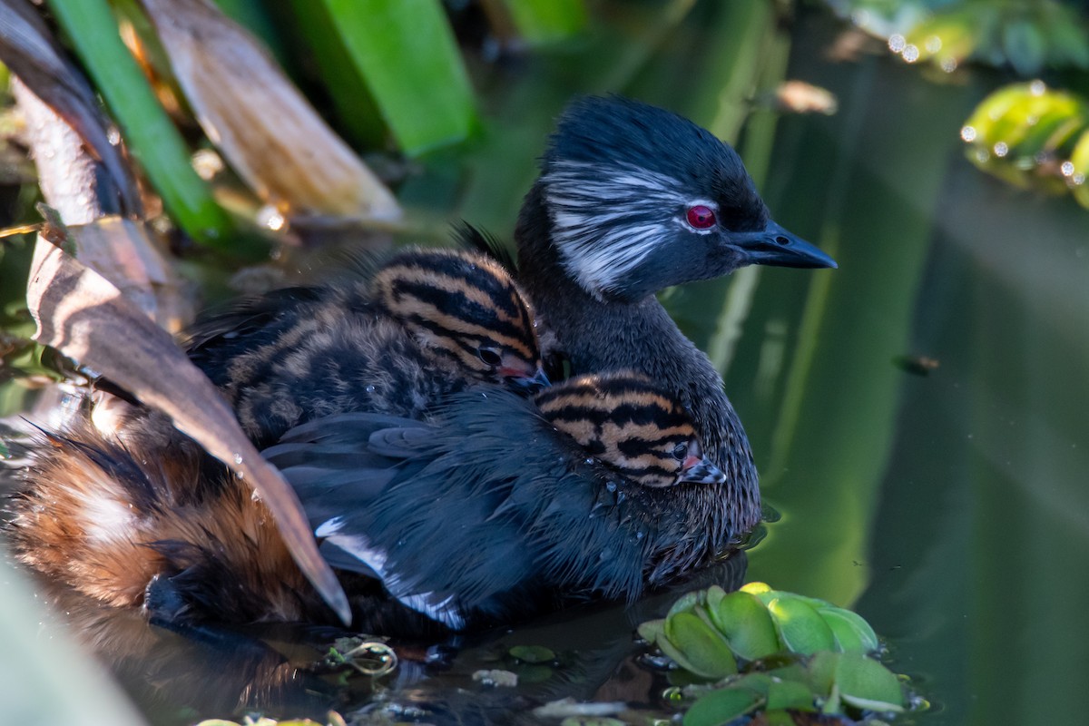 White-tufted Grebe - ML642889328