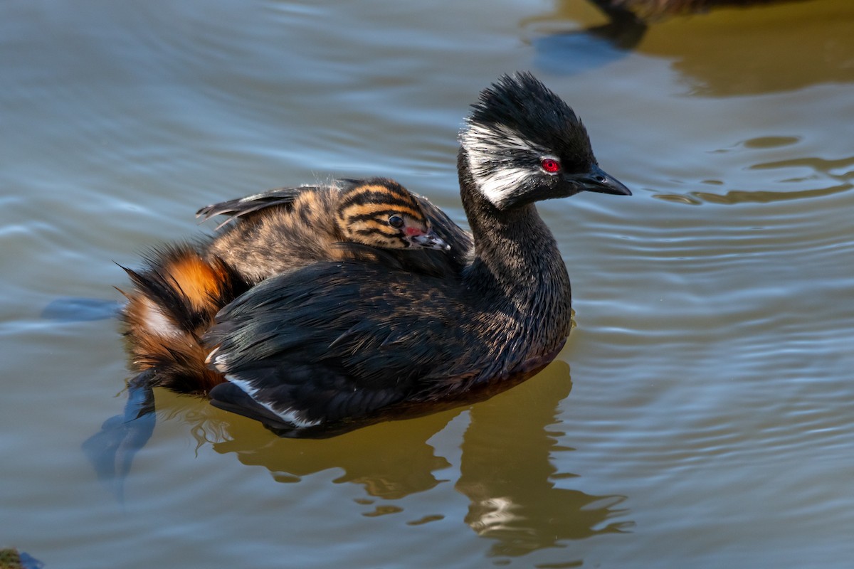 White-tufted Grebe - ML642889329