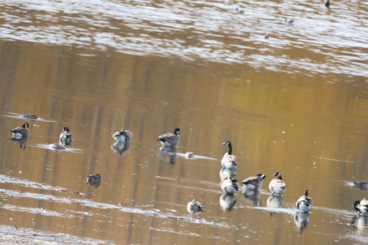 Canada Goose - ML642889333