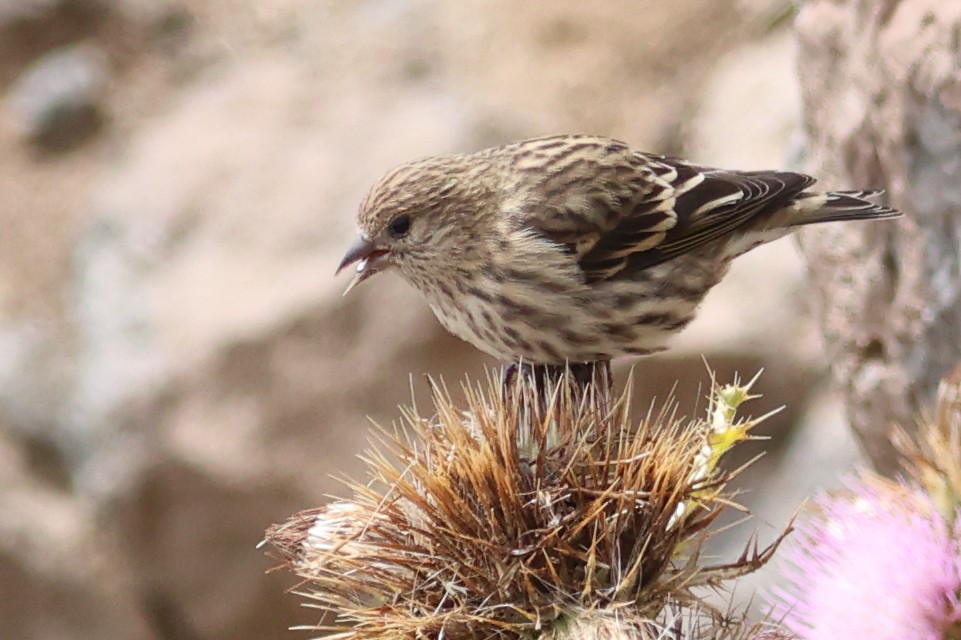 Pine Siskin - ML642889341