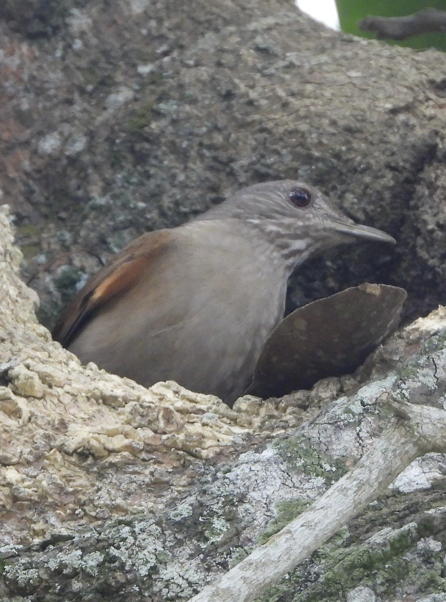 Pale-breasted Thrush - ML642889344