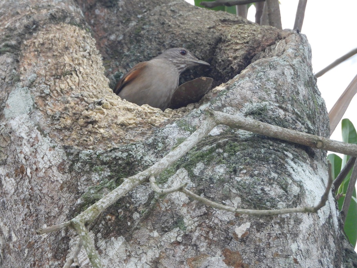 Pale-breasted Thrush - ML642889345