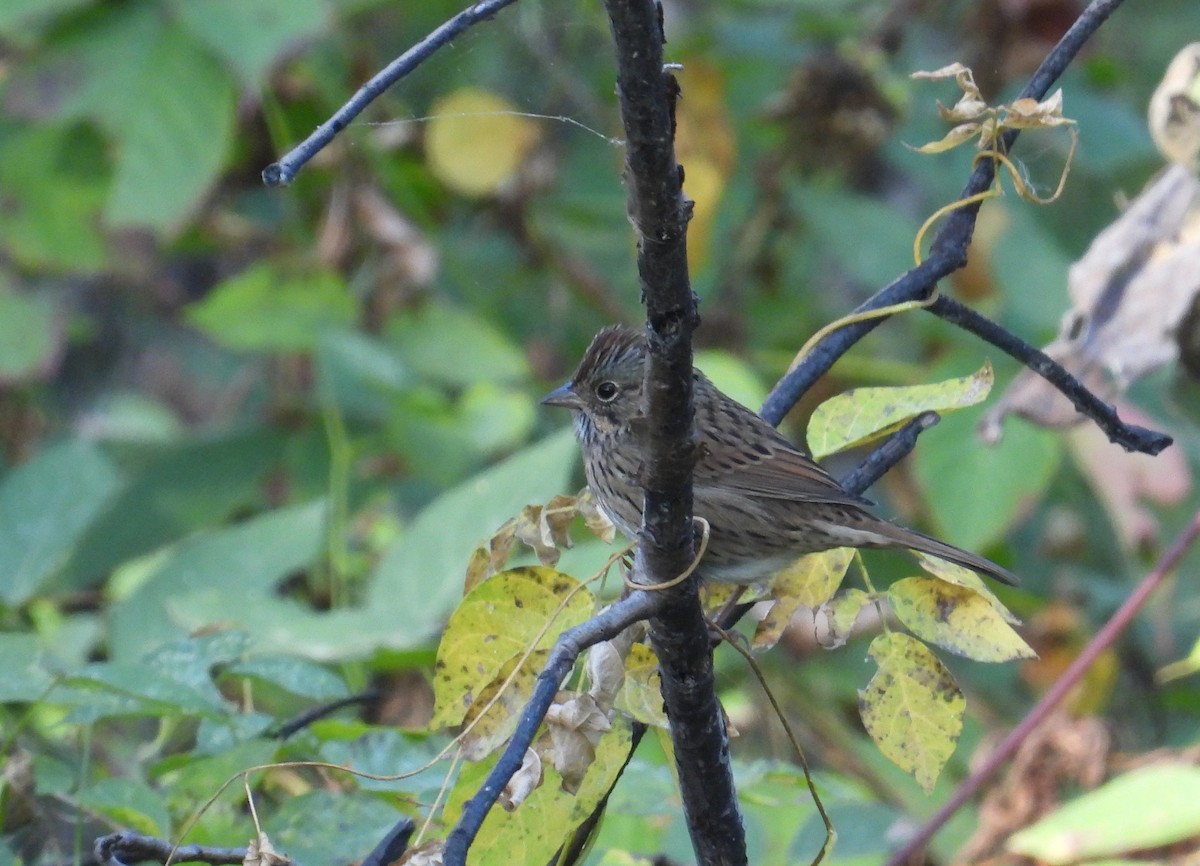 Lincoln's Sparrow - ML642889351