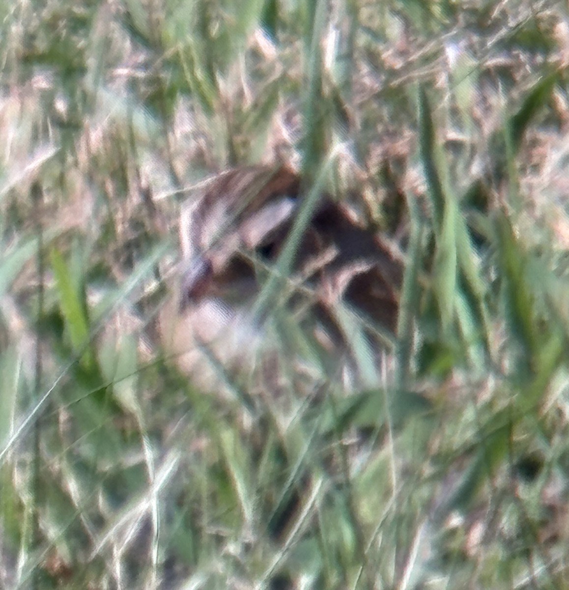 Clay-colored Sparrow - ML642889362