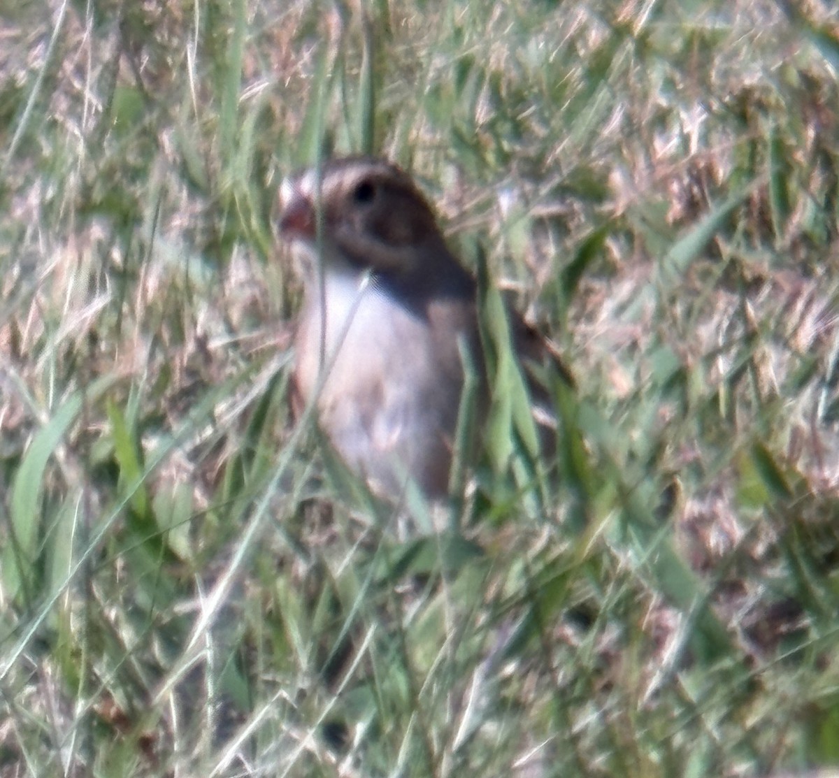 Clay-colored Sparrow - ML642889364