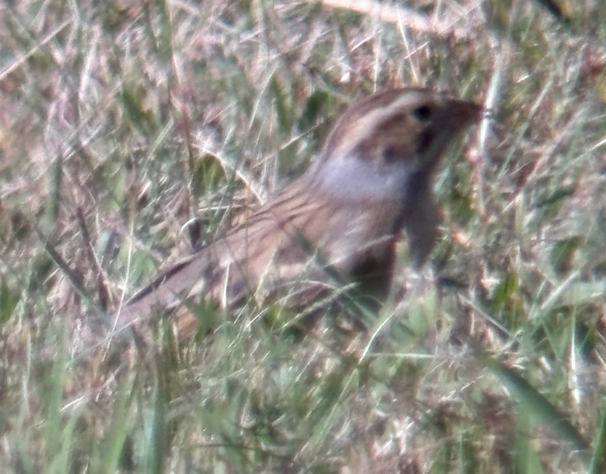Clay-colored Sparrow - ML642889367