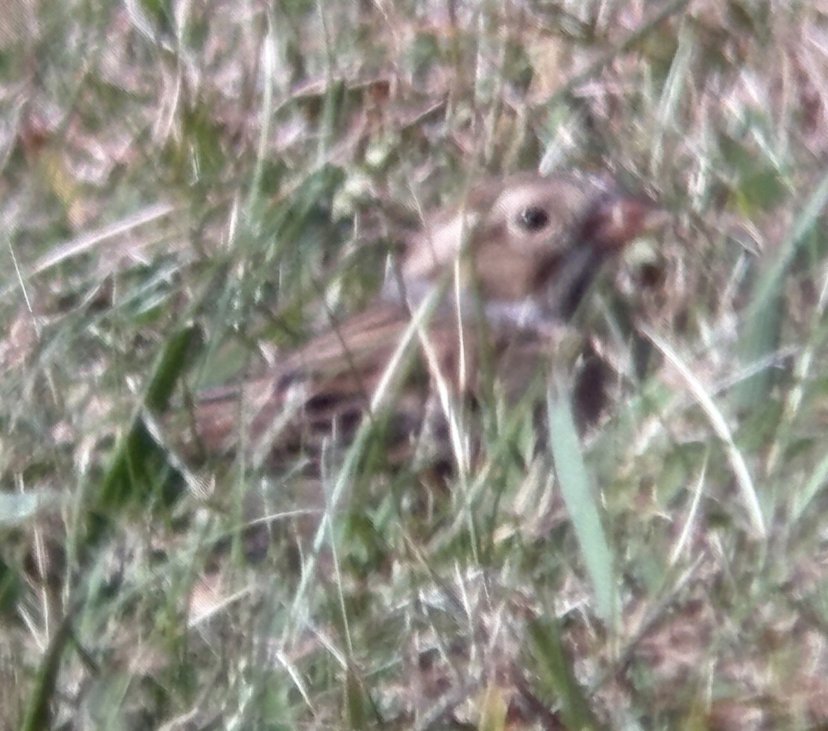 Clay-colored Sparrow - ML642889369