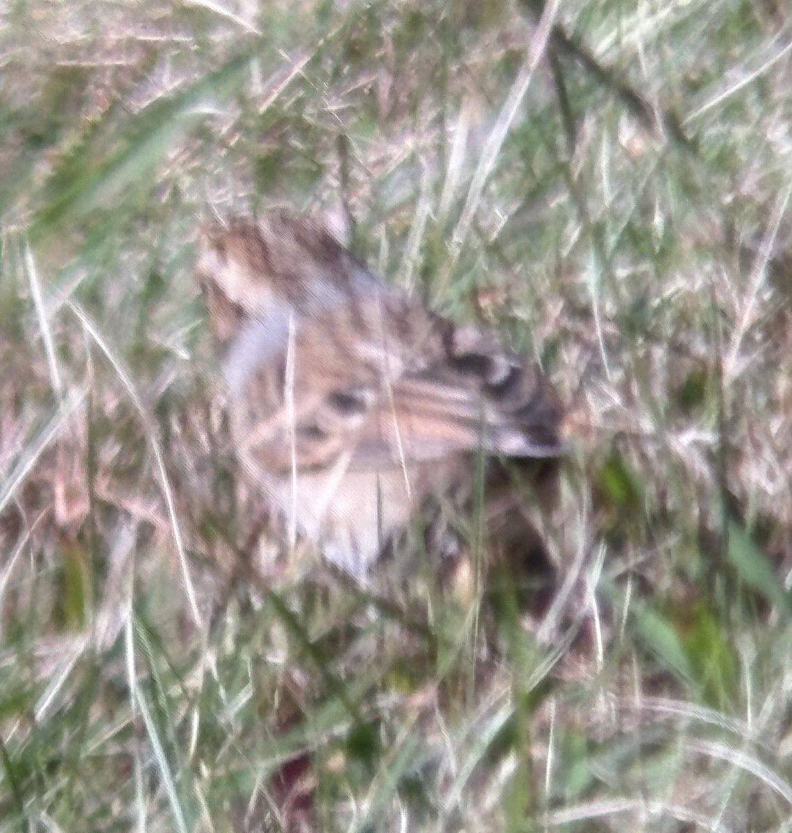 Clay-colored Sparrow - ML642889370