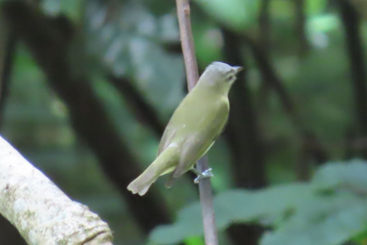 rødøyevireo - ML642889382