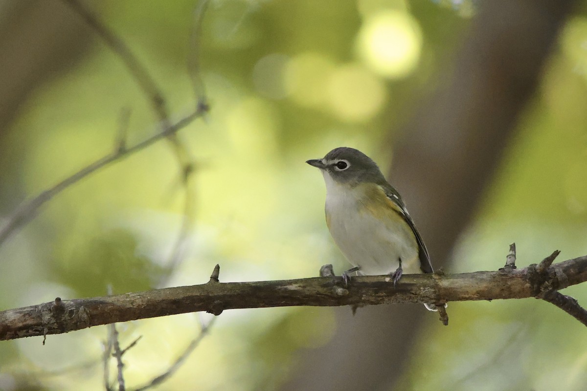 eremittvireo - ML642889384