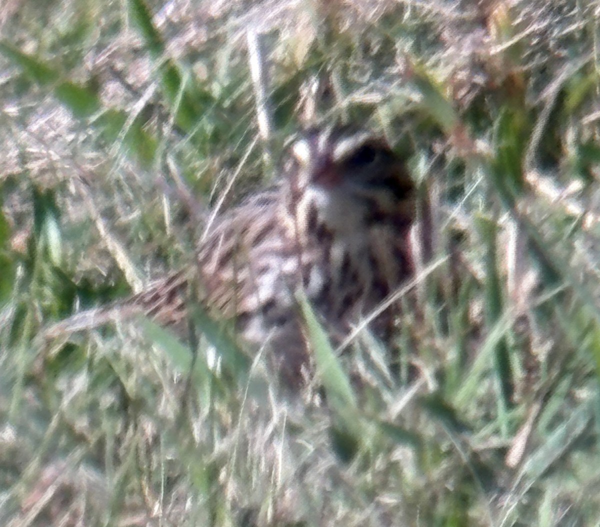 Song Sparrow - ML642889386
