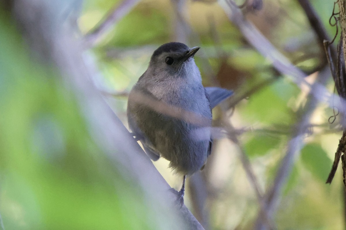 kattespottefugl - ML642889390