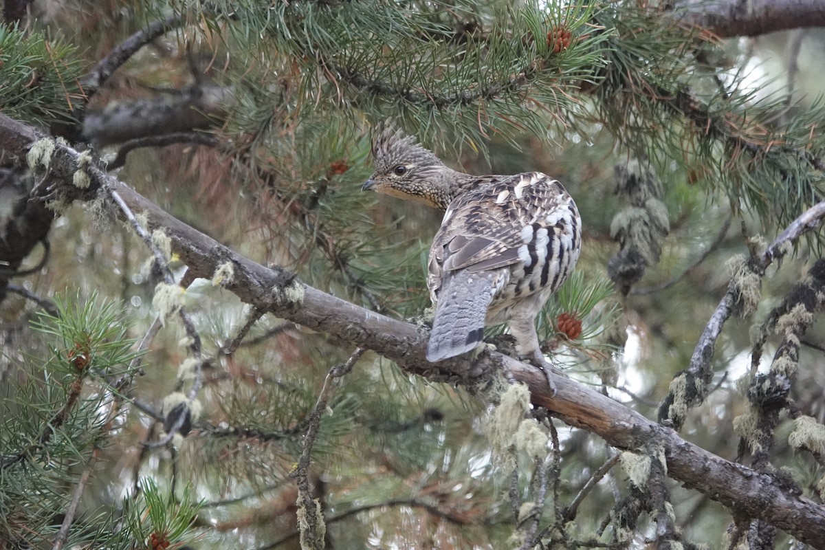 Ruffed Grouse - ML642889407