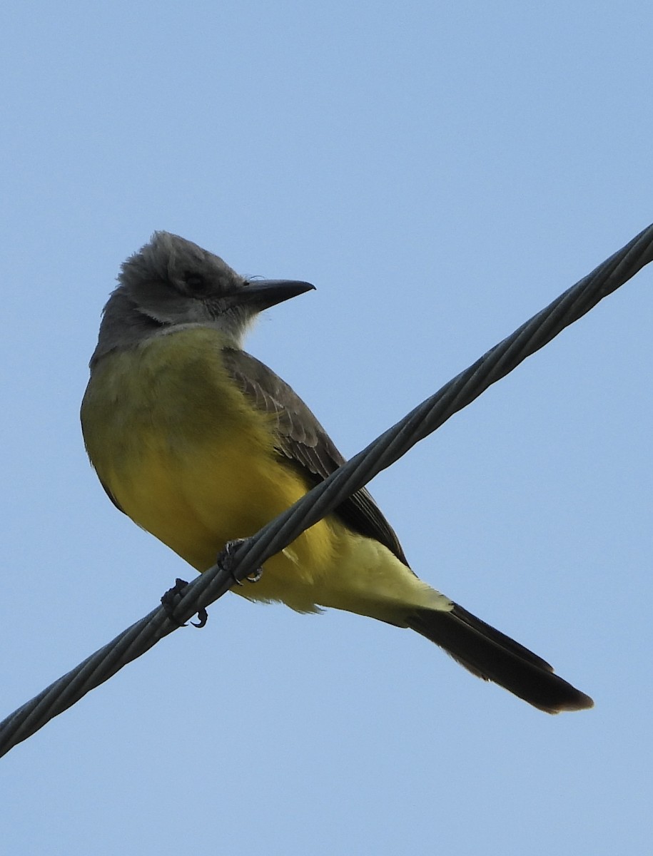 Tropical Kingbird - ML642889416