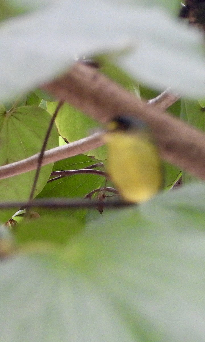 Gray-headed Tody-Flycatcher - ML642889417