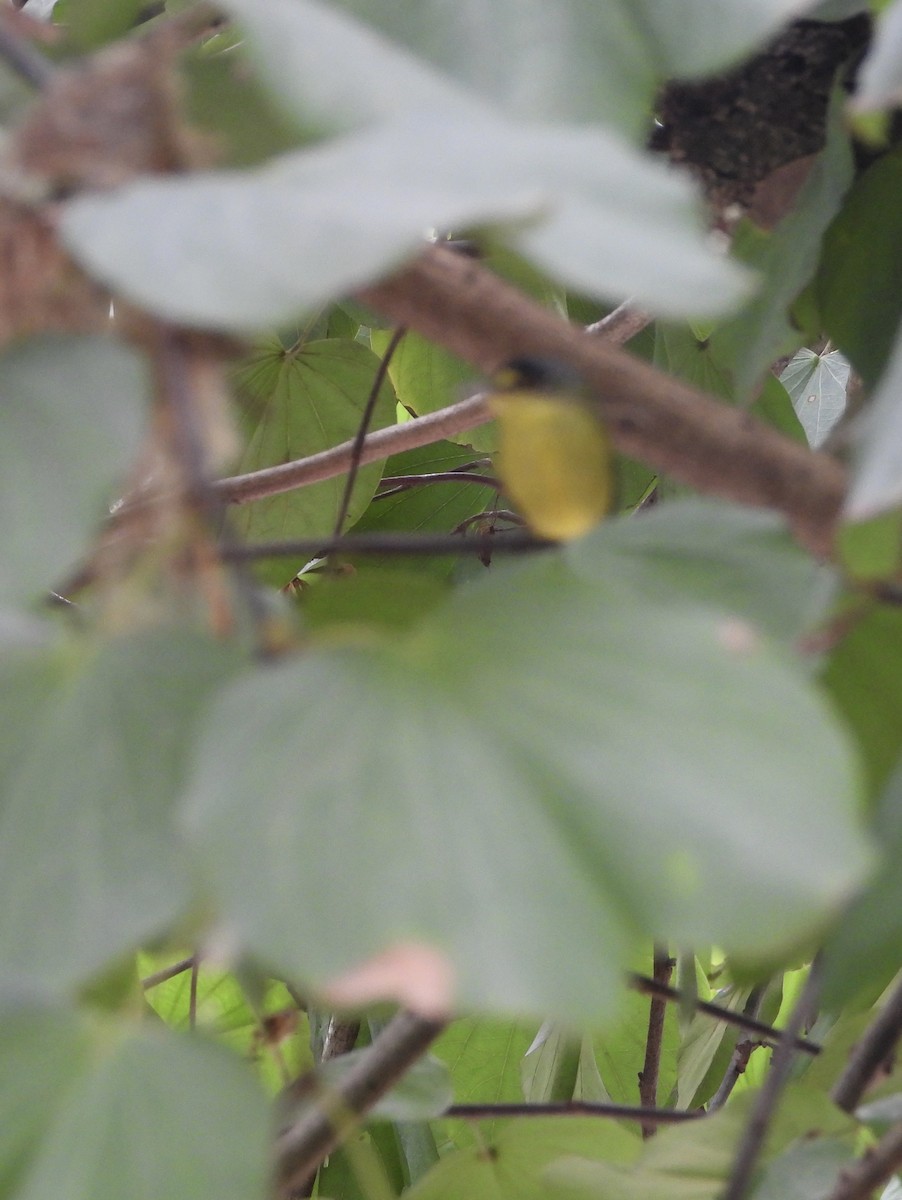 Gray-headed Tody-Flycatcher - ML642889419