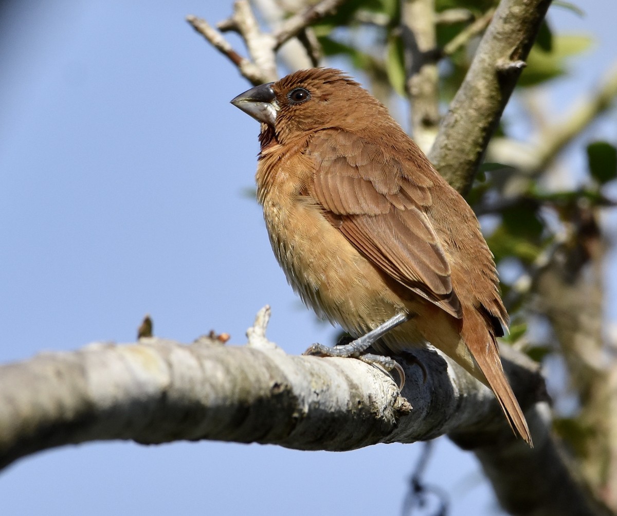 Scaly-breasted Munia - ML642889423