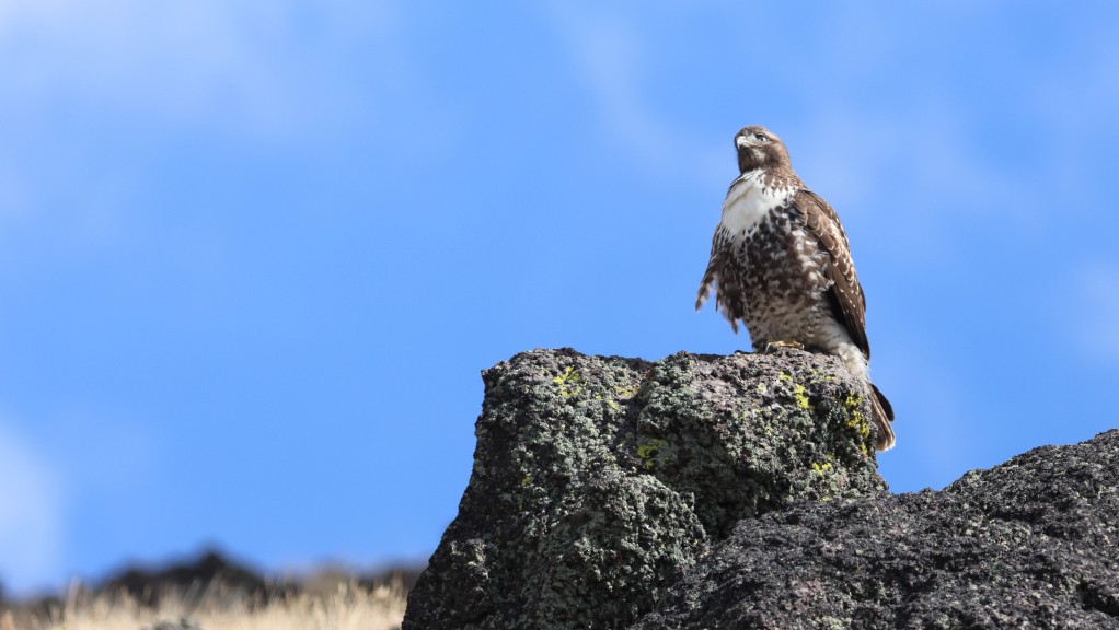 Red-tailed Hawk - ML642889427