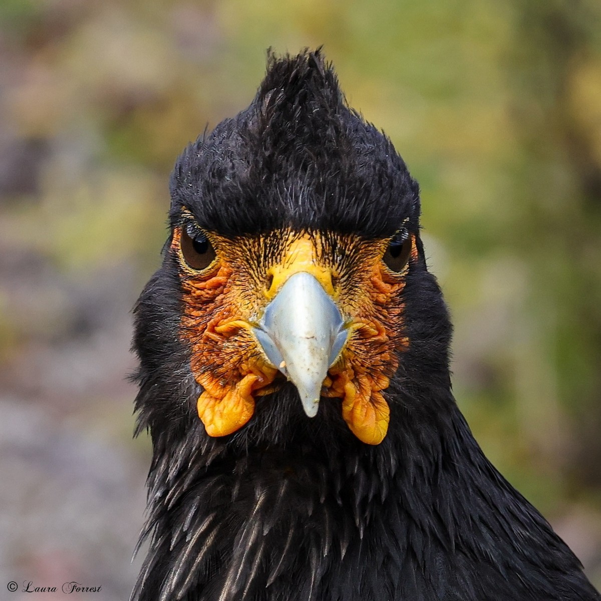 Carunculated Caracara - ML642889430