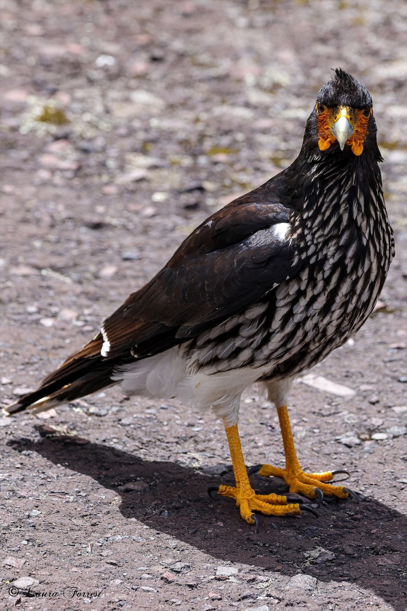 Carunculated Caracara - ML642889431