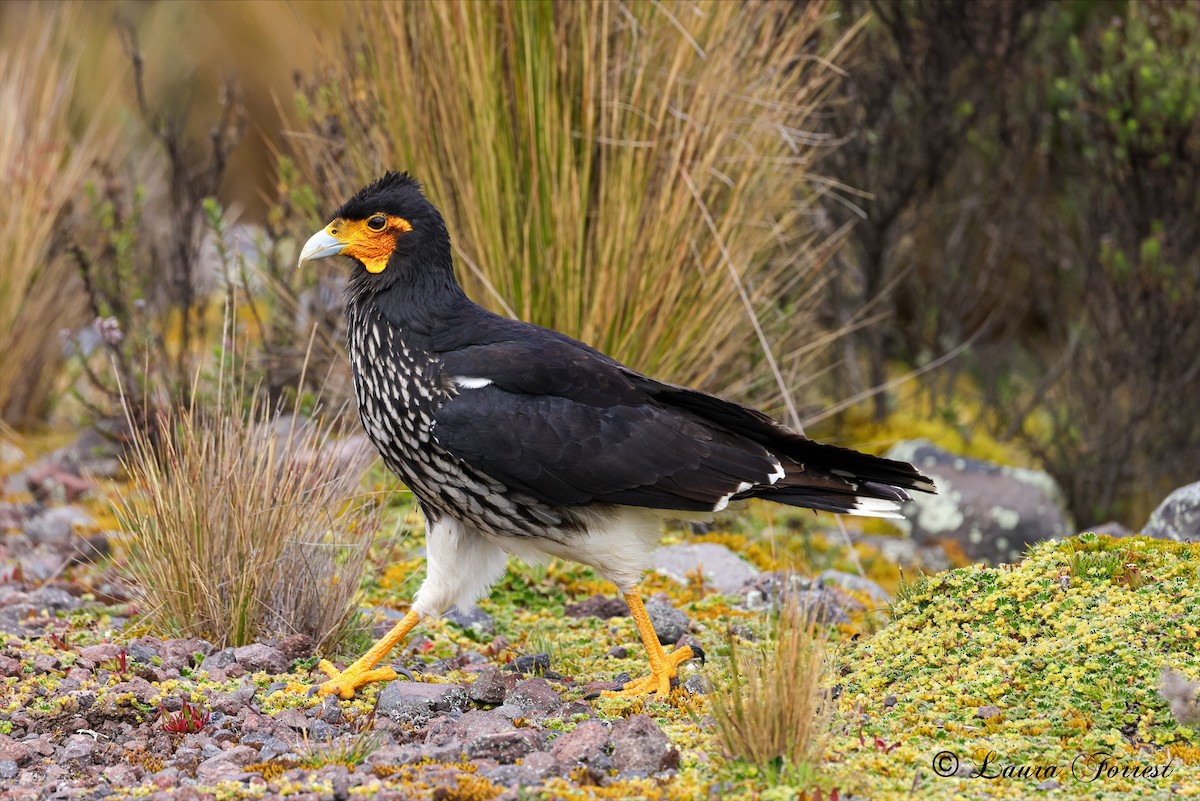 Carunculated Caracara - ML642889432
