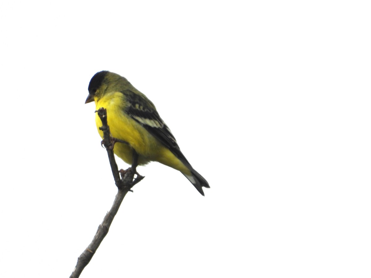 Lesser Goldfinch - ML642889444