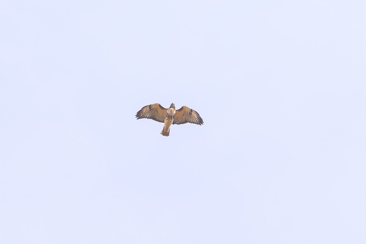 Red-tailed Hawk - ML642889447