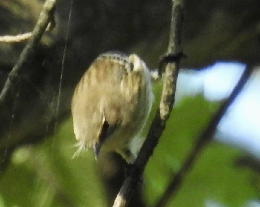 Yellow-rumped Warbler - ML642889448