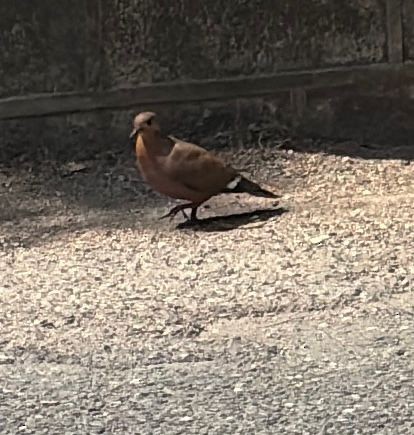 Zenaida Dove - ML642889449