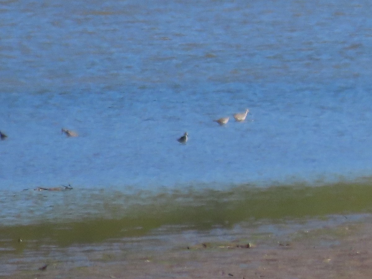 Greater Yellowlegs - ML642889450