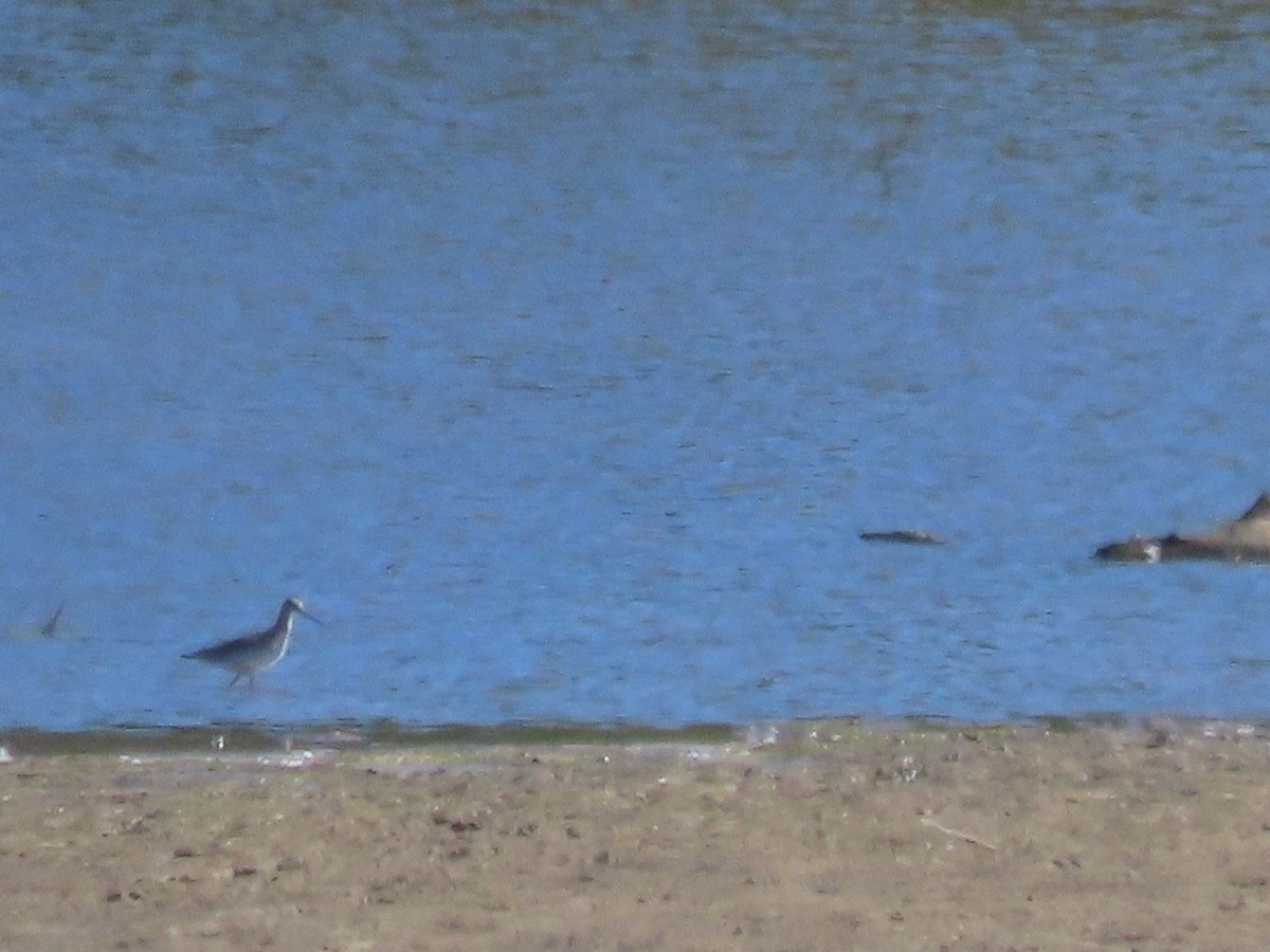 Greater Yellowlegs - ML642889451
