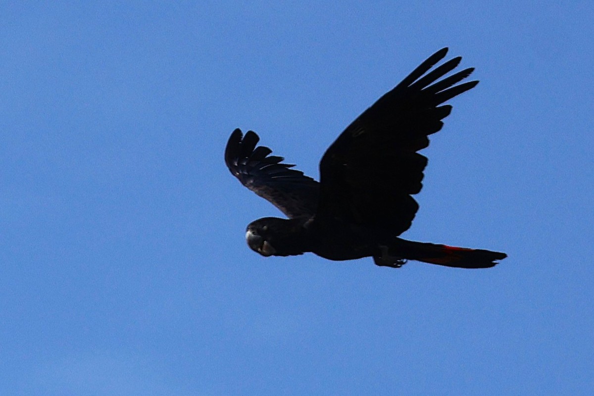 Red-tailed Black-Cockatoo - ML642889452