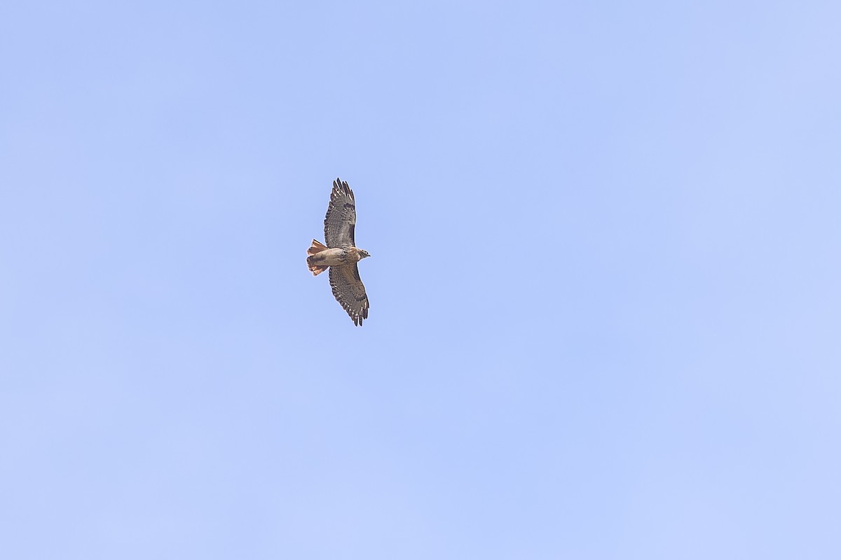 Red-tailed Hawk - ML642889454