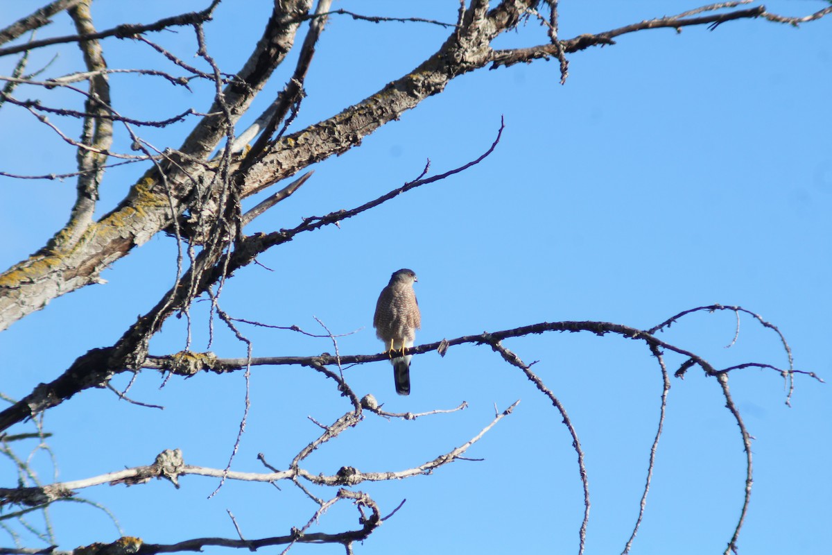 Cooper's Hawk - ML642889455