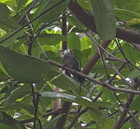 Jamaican Woodpecker - ML642889456