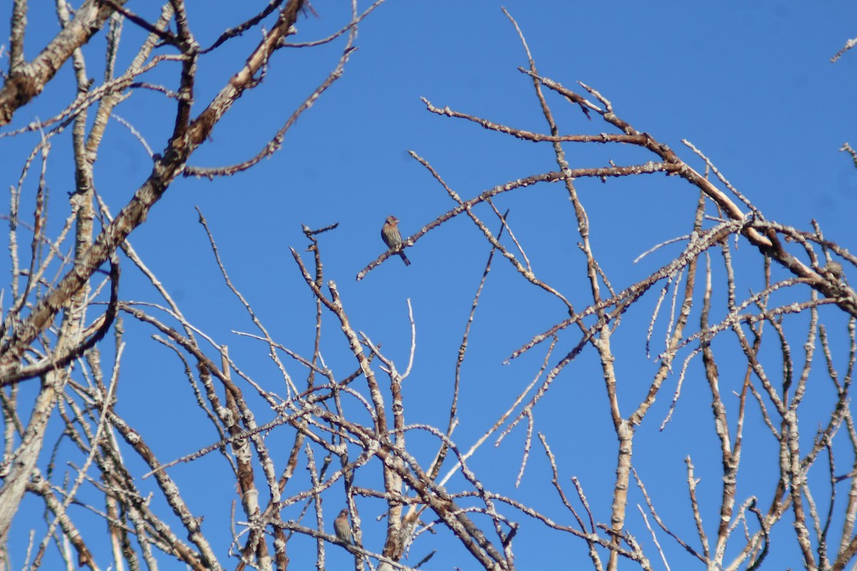 House Finch - ML642889457