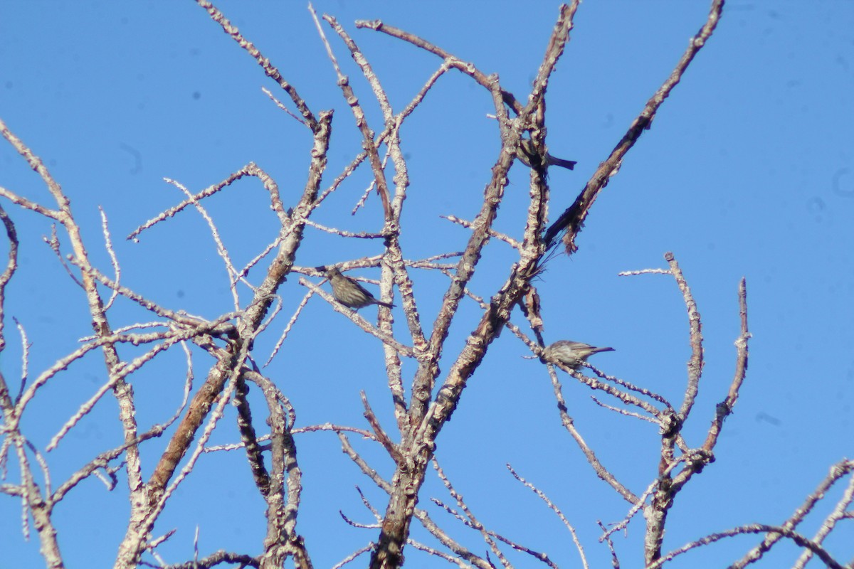 House Finch - ML642889458
