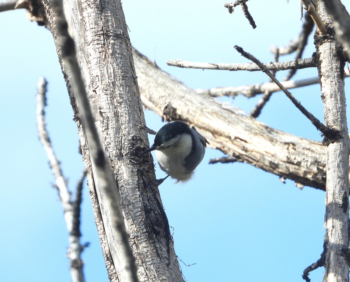 White-breasted Nuthatch - ML642889460