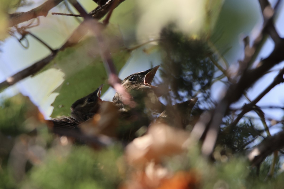 Cedar Waxwing - ML642889461