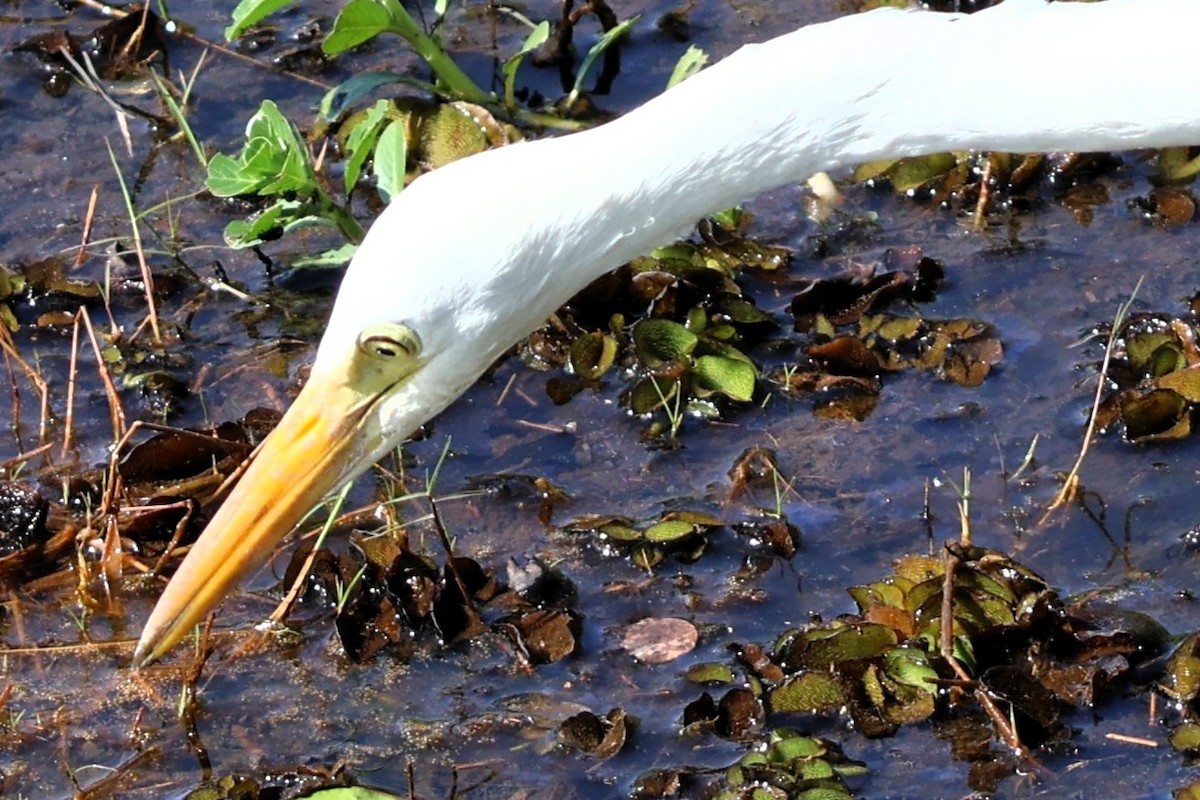 Great Egret - ML642889466