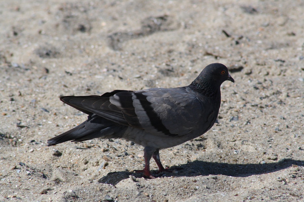 Rock Pigeon (Feral Pigeon) - ML642889470