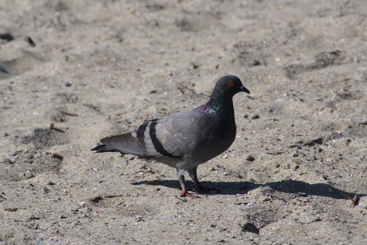 Rock Pigeon (Feral Pigeon) - ML642889472