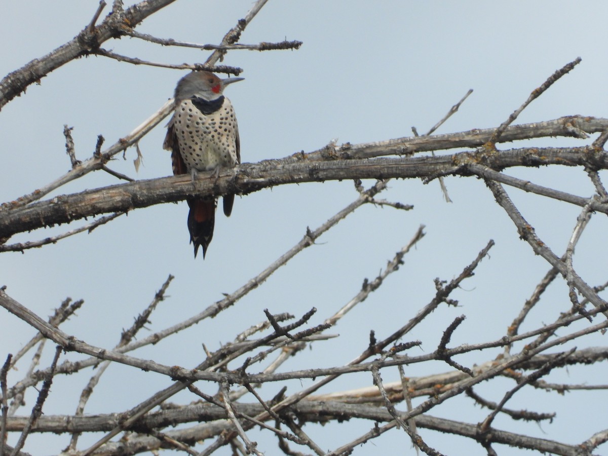 Northern Flicker - ML642889474