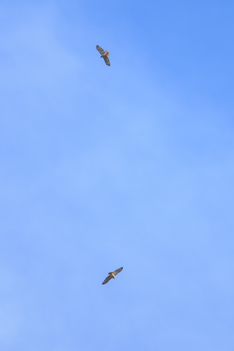 Red-tailed Hawk - ML642889478