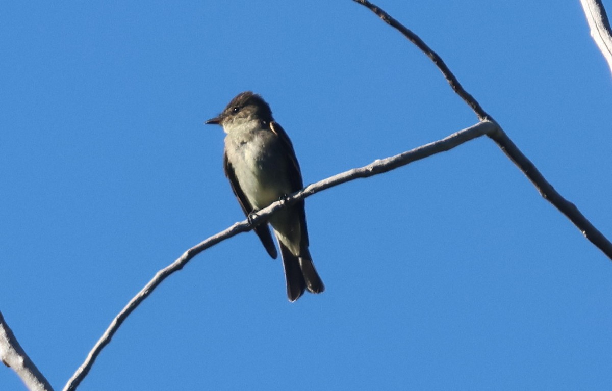 Western Wood-Pewee - ML642889479