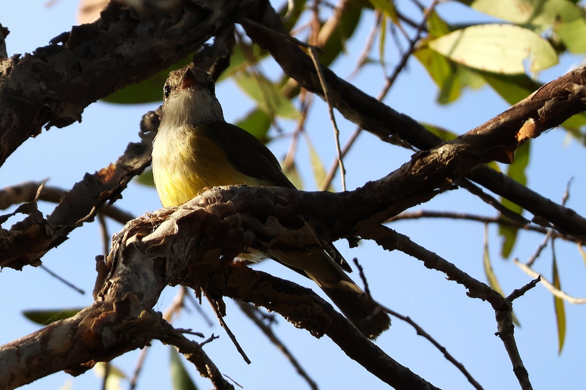 Lemon-bellied Flyrobin - ML642889485