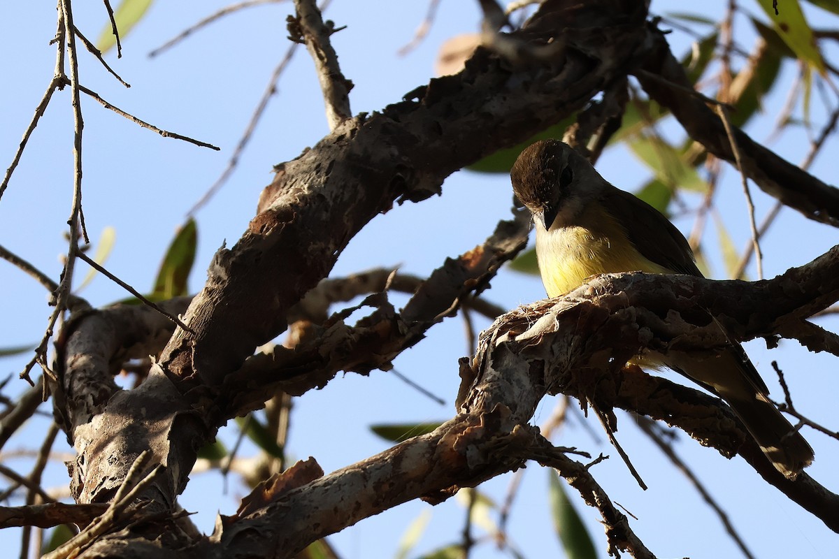 Lemon-bellied Flyrobin - ML642889486