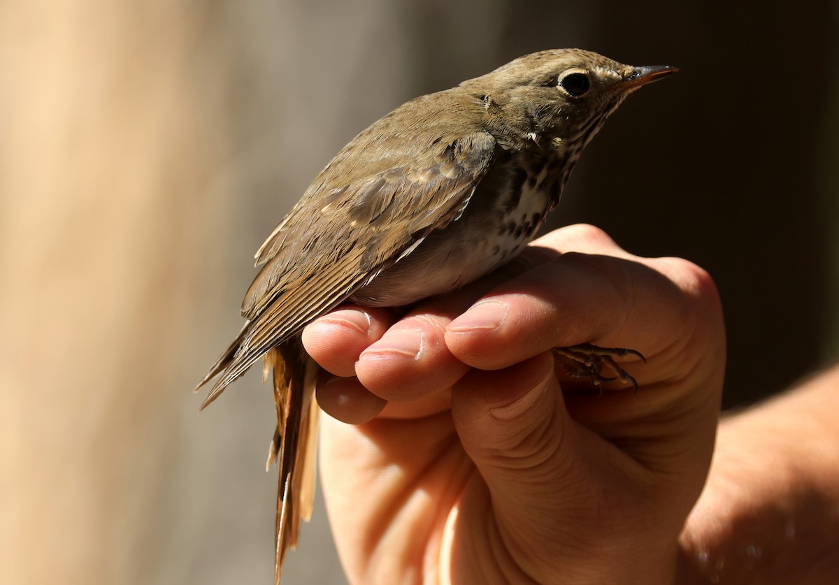 Hermit Thrush - ML642889489