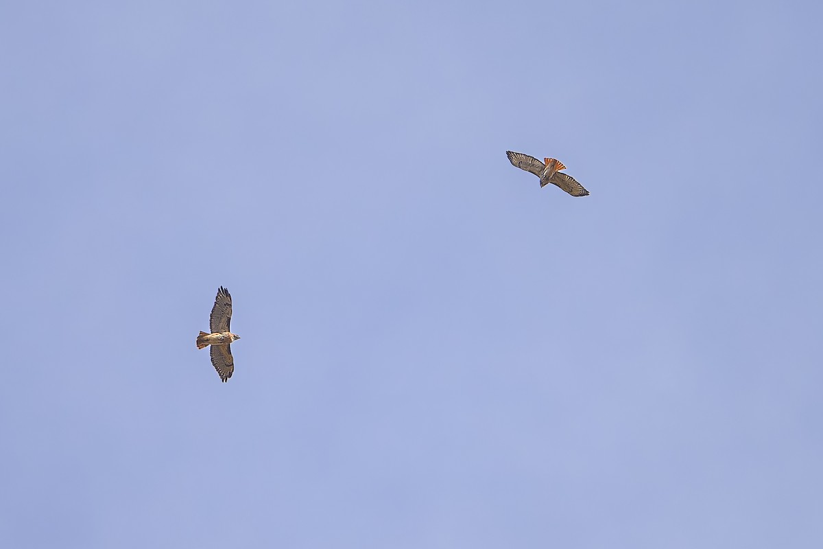 Red-tailed Hawk - ML642889493