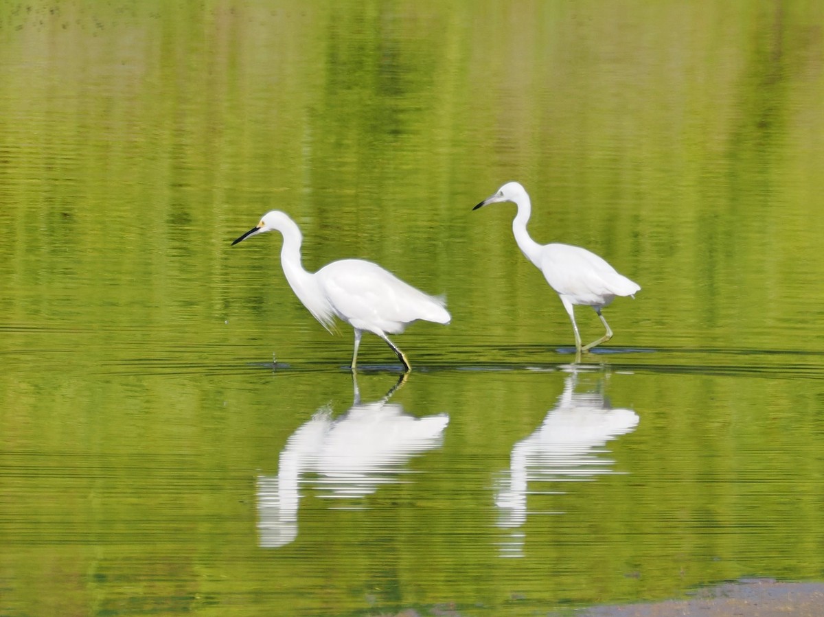Little Blue Heron - ML642889502